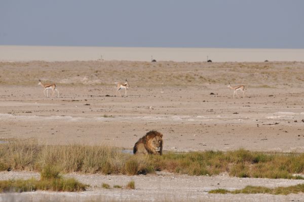 Lion Lion Panthera leo
